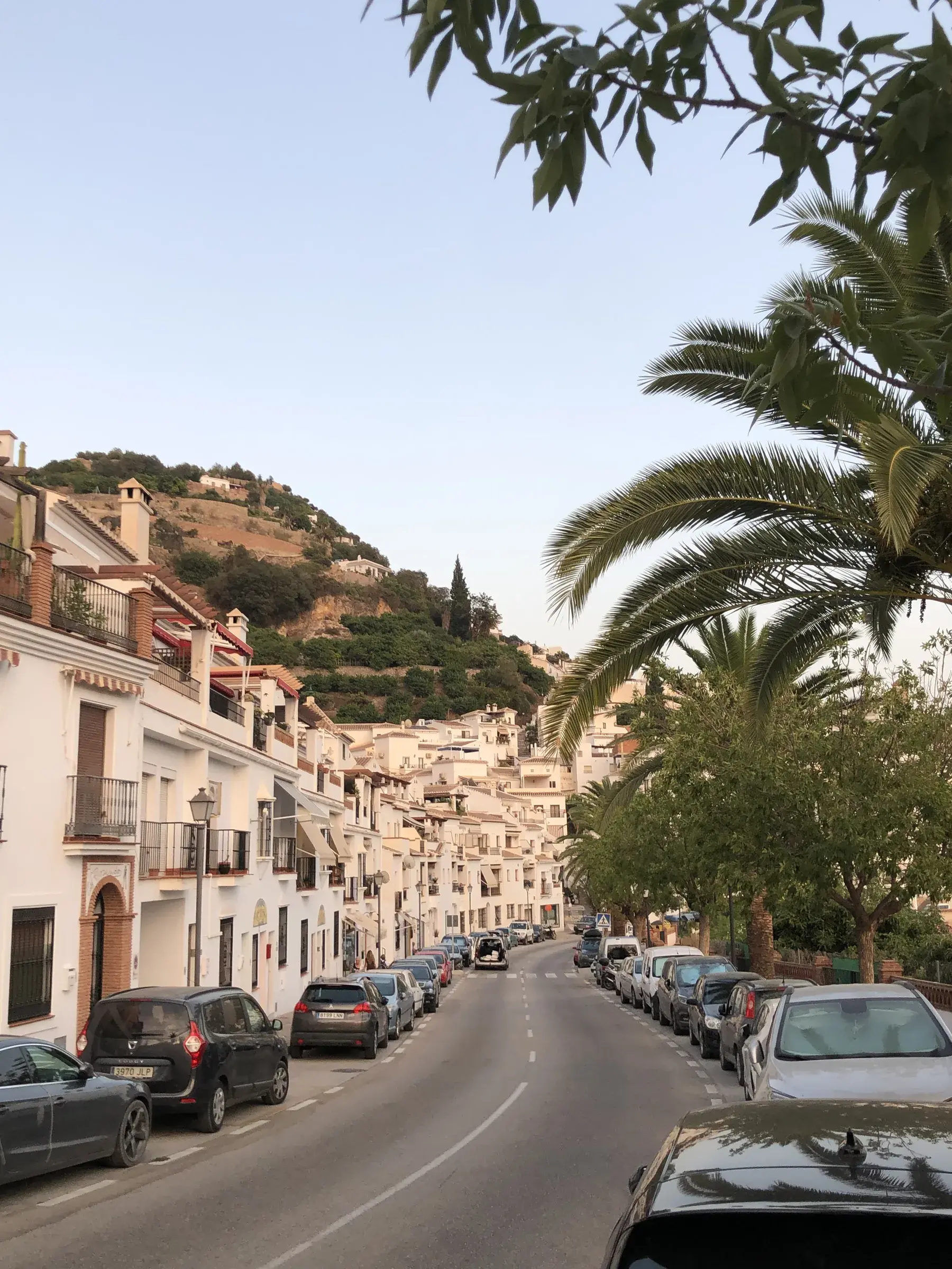 Main road into Frigiliana with palm trees and whitewashed houses on the hillside.